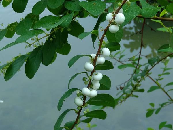 密花白飯樹