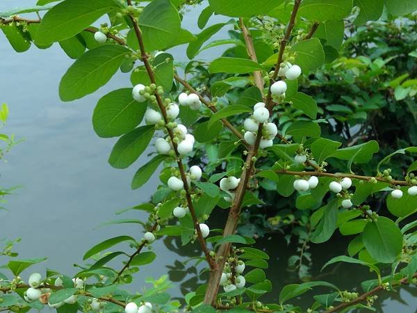 密花白飯樹