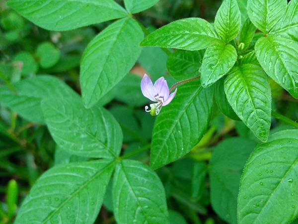 閉俏薑和平伏莖白花菜