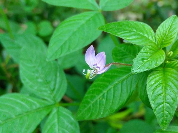 閉俏薑和平伏莖白花菜