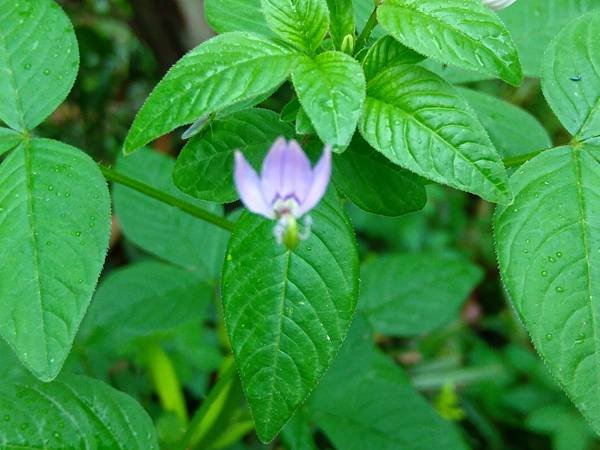 閉俏薑和平伏莖白花菜