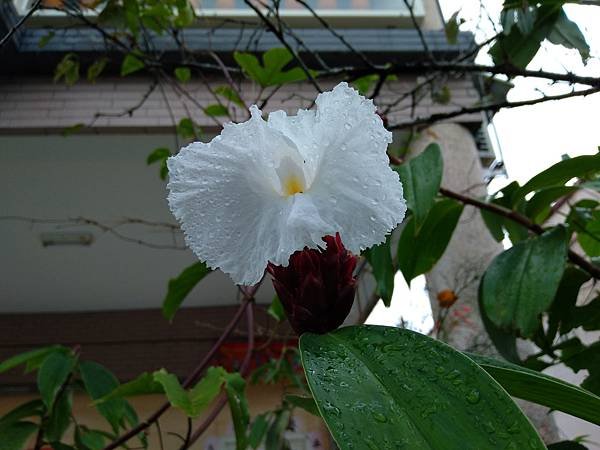 閉俏薑和平伏莖白花菜