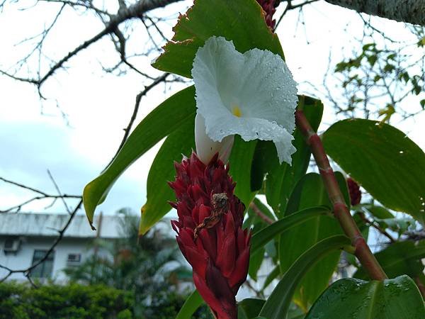 閉俏薑和平伏莖白花菜