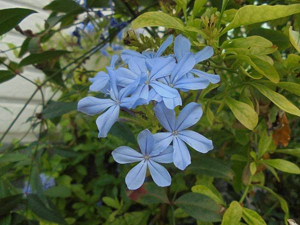 藍雪花