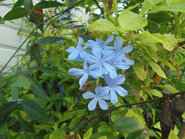 藍雪花