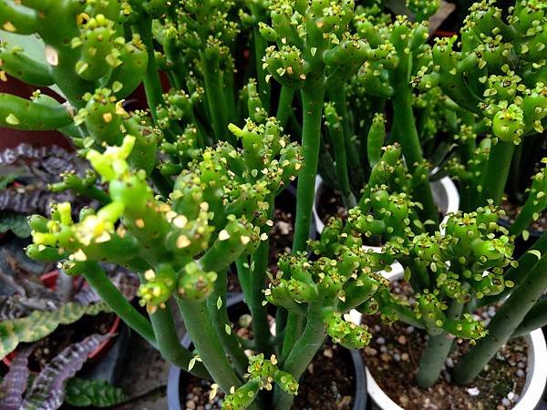 綠珊瑚(多肉植物欣賞)