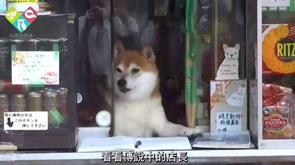 柴犬雜貨店.jpg