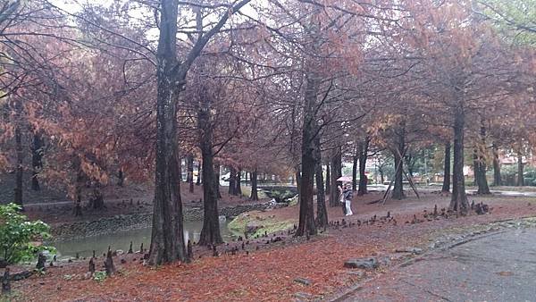 羅東運動公園落羽松