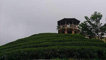 初秋遊賞八卦茶園與銀杏森林