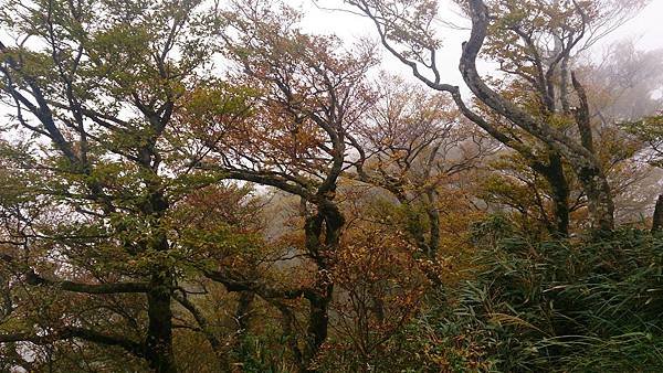 太平山台灣山毛櫸國家步道