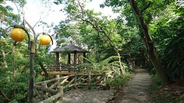 文山農場賞櫻行