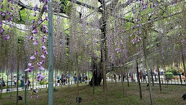 足利花卉公園藤花物語