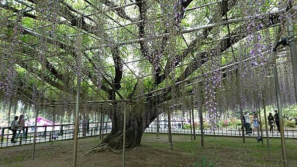 足利花卉公園藤花物語