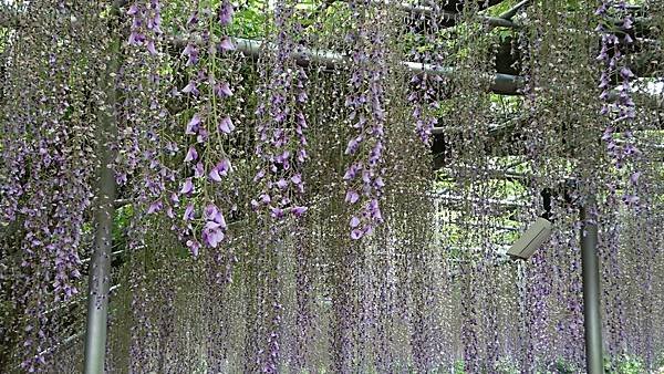 足利花卉公園藤花物語