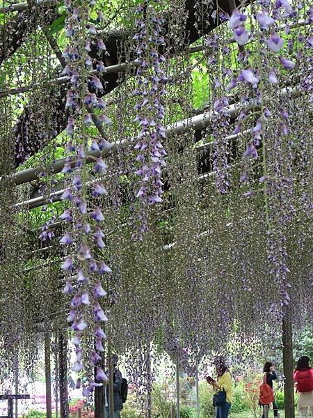 足利花卉公園藤花物語