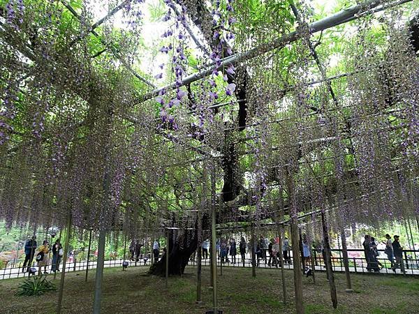 足利花卉公園藤花物語