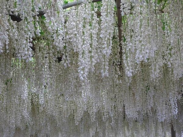 足利花卉公園藤花物語