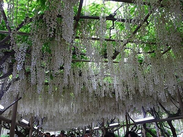 足利花卉公園藤花物語