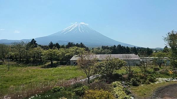 富士芝櫻祭