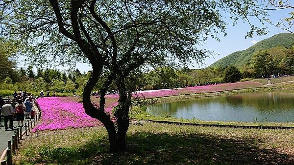 富士芝櫻祭