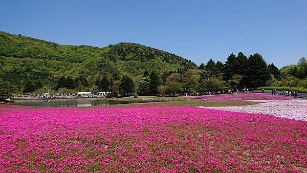 富士芝櫻祭