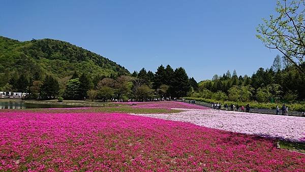 富士芝櫻祭