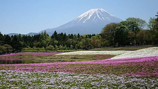 富士芝櫻祭