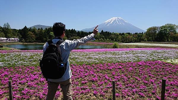 富士芝櫻祭