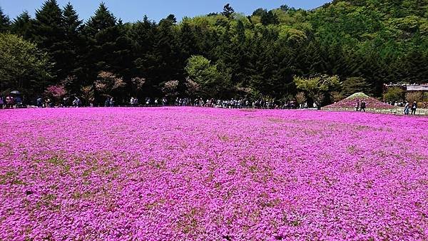 富士芝櫻祭