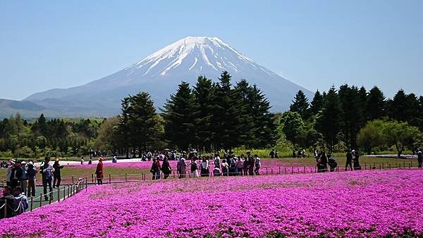 富士芝櫻祭