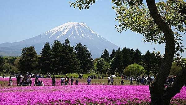 富士芝櫻祭