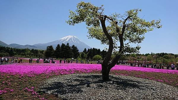 富士芝櫻祭