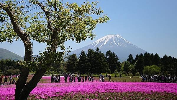 富士芝櫻祭