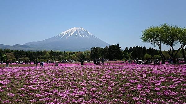 富士芝櫻祭