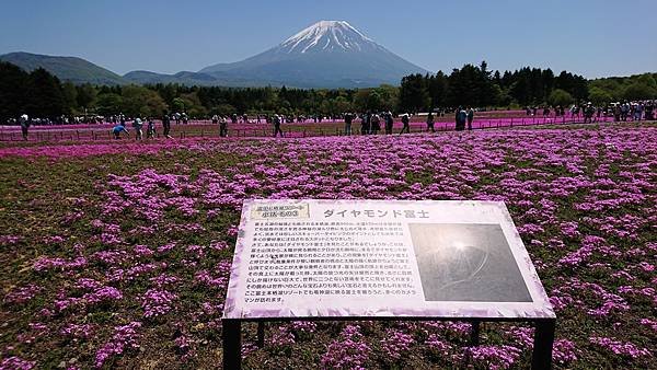 富士芝櫻祭