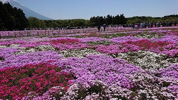 富士芝櫻祭