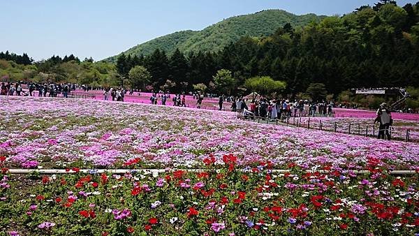 富士芝櫻祭