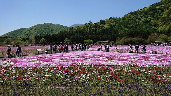 富士芝櫻祭