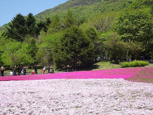 富士芝櫻祭