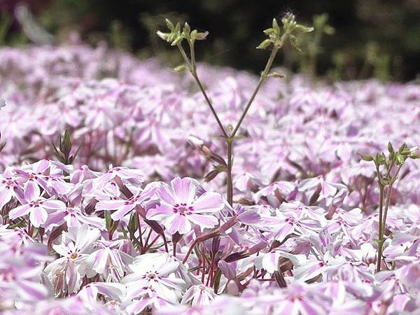 富士芝櫻祭