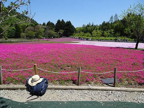 富士芝櫻祭