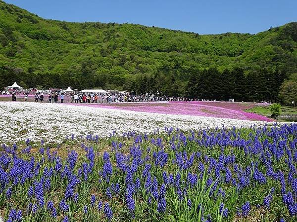 富士芝櫻祭