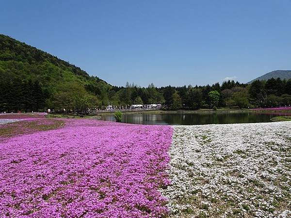 富士芝櫻祭