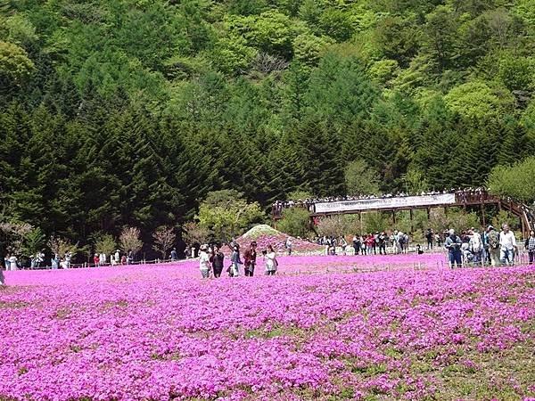 富士芝櫻祭