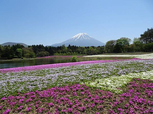 富士芝櫻祭