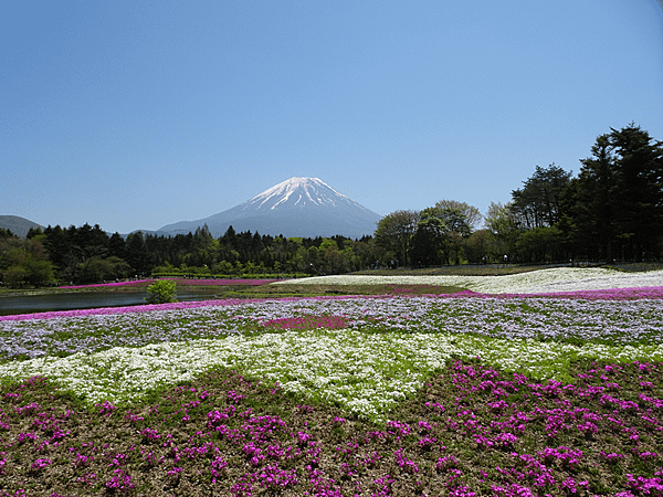 富士芝櫻祭