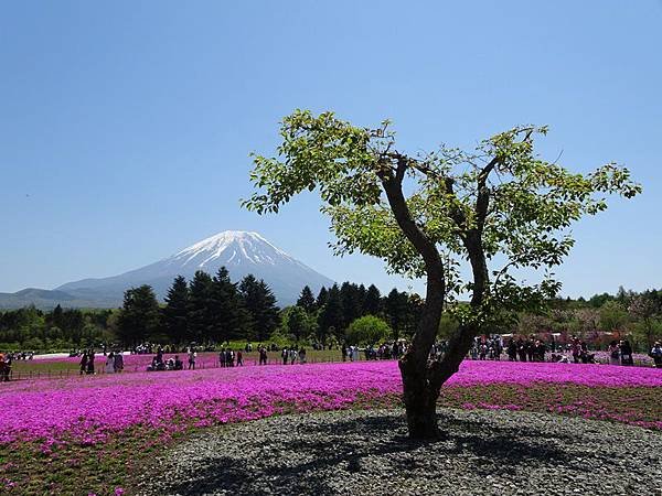 富士芝櫻祭