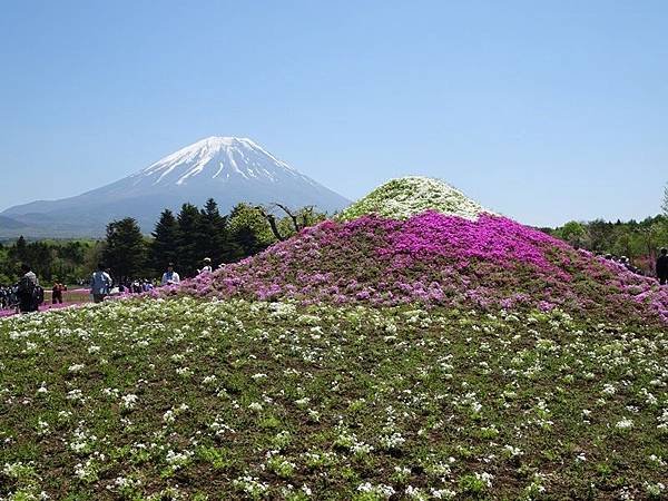 富士芝櫻祭