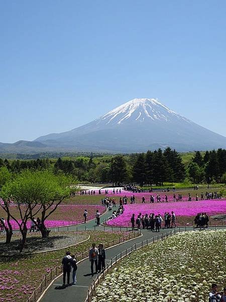 富士芝櫻祭