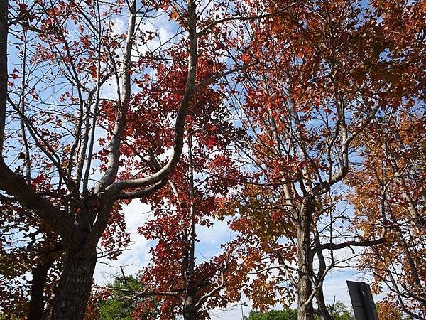 六塘休閒谷落羽松賞景.心鮮森林莊園慢遊